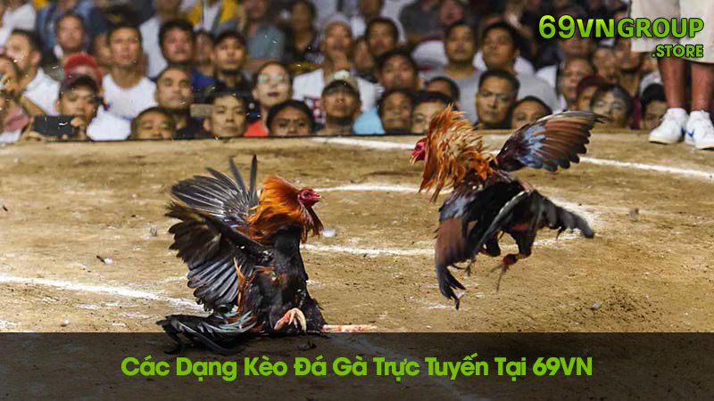 Các dạng kèo đá gà trực tuyến tại 69VN