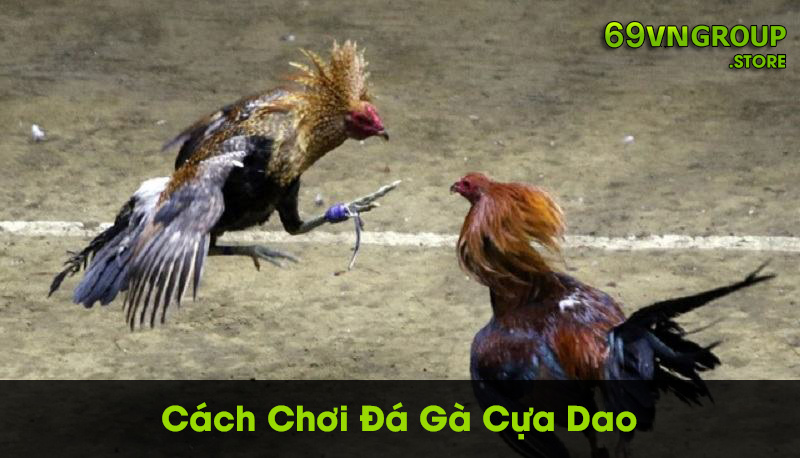 Cách chơi đá gà cựa dao chi tiết cho anh em