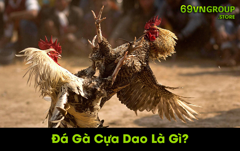 Đá gà cựa dao là gì?