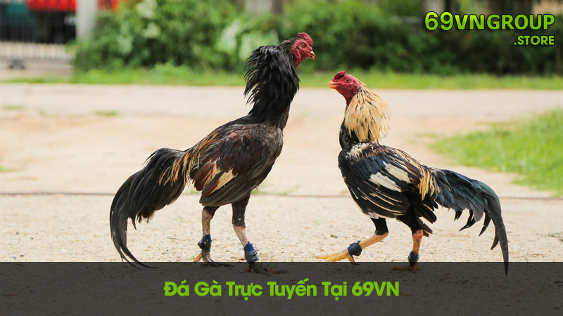 Chơi đá gà trực tuyến tại nhà cái 69VN