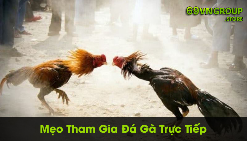 Mẹo tham gia trận đấu đá gà trực tiếp