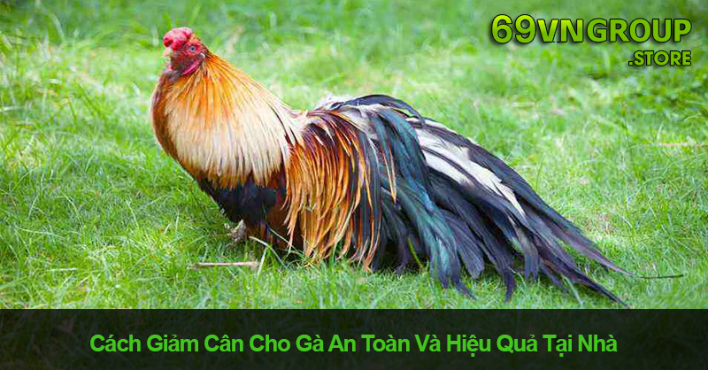 Cách Giảm Cân Cho Gà An Toàn Và Hiệu Quả Tại Nhà