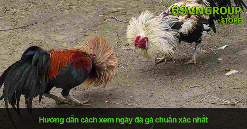 Cách Xem Ngày Đá Gà Chuẩn Xác Từ Các Sư Kê 69VN