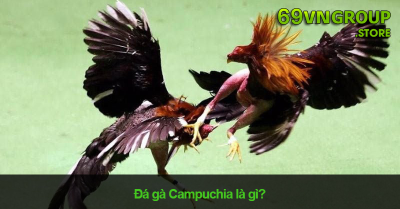 Đá gà Campuchia là gì?